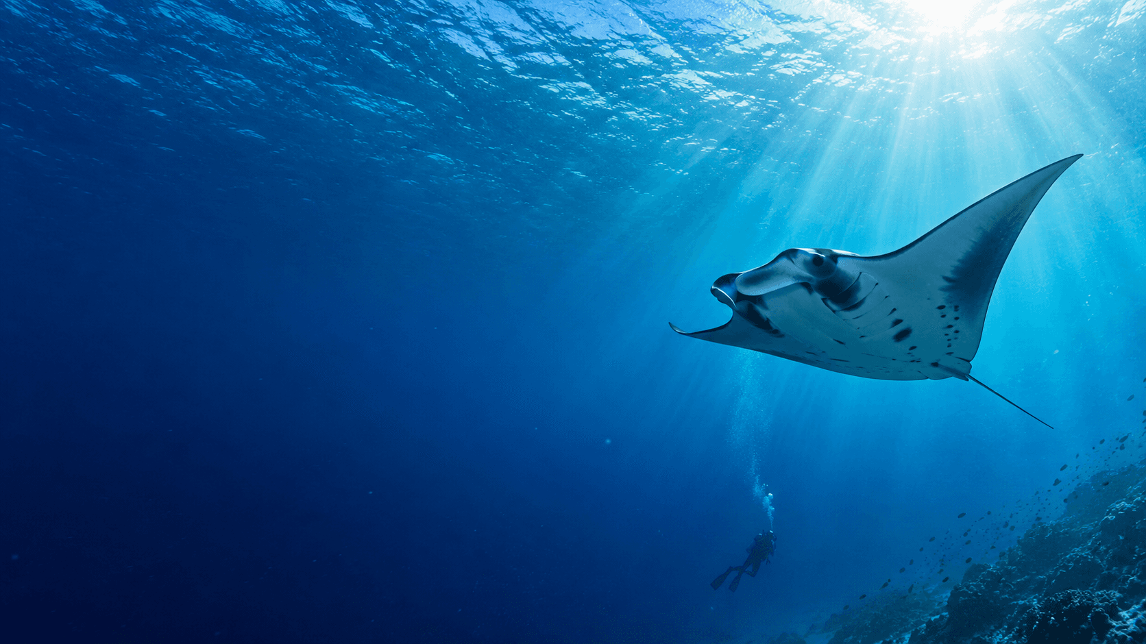 A manta ray and a scuba diver in blue water